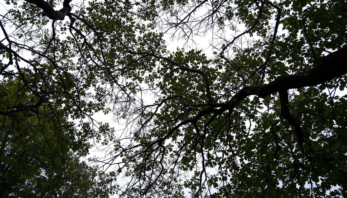 Tree Canopy Thinning in Columbia